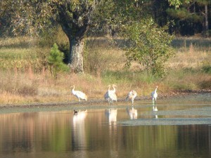 Whooping Cranes on pond